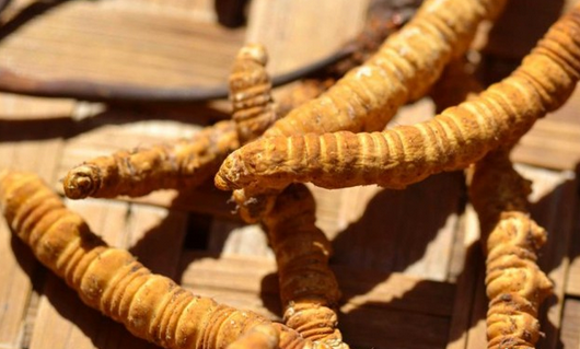 Đông trùng hạ thảo là dạng ký sinh của loài nấm Ophiocordyceps sinensis trên cơ thể ấu trùng của vài loài bướm thuộc chi Thitadores. Vào mùa đông, nấm bắt đầu ký sinh vào sâu non. Chúng ăn hết chất dinh dưỡng của sâu non khiến sâu chết. Không ai biết cách thức nấm xâm nhập cơ thể sâu. Rất có thể sâu ăn bào tử nấm hoặc chúng mắc bệnh nấm ký sinh từ các lỗ thở.