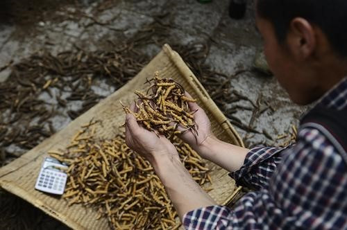Khi sợi nấm phát triển mạnh, chúng xâm nhiễm vào các mô vật chủ, sử dụng hoàn toàn các chất dinh dưỡng trong cơ thể sâu.