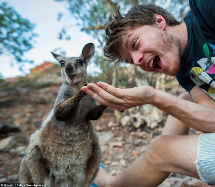 Cử chỉ thân thiện của một con kangaroo nhỏ đối với Allan.