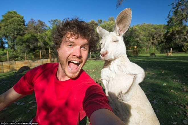 Chú kangaroo này nheo mắt, chắc do trời nắng gắt quá.