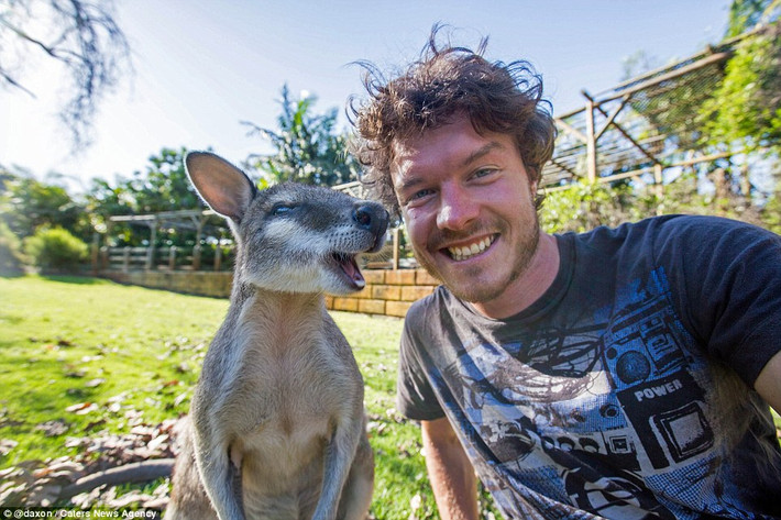 Nụ cười của một con wallaroo.
