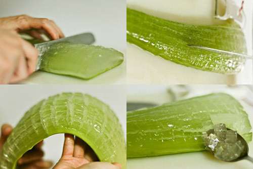 Khi dùng gel nha đam điều trị bên ngoài như viêm da sau xạ trị, bỏng, vảy nến... không hạn chế liều lượng và dùng trung bình 2-3 lần/ngày.