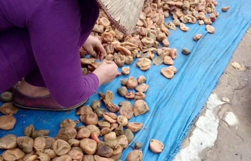 Người dân phường Đồng Mai (Hà Đông, Hà Nội) đang phơi những quả chanh, quất dùng làm mứt và ô mai. Số nguyên liệu này đã được ngâm trong bể trước khi đem phơi rồi bán cho cơ sở làm mứt, ô mai. Trong hình, người phụ nữ thậm chí còn giẫm cả giày lên nguyên liệu. Ảnh: Zing.vn