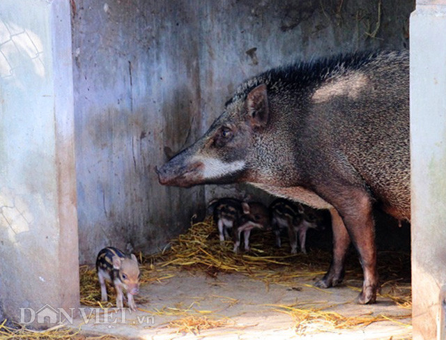 Gần 10 năm nay, đàn heo rừng với 3 nái, 1 đực (trong đó có 2 con nái mới đẻ được 20 con) phát triển rất tốt. Hằng năm, sau khi trừ chi phí, bà thu về khoảng 20 triệu đồng tiền bán heo con.
