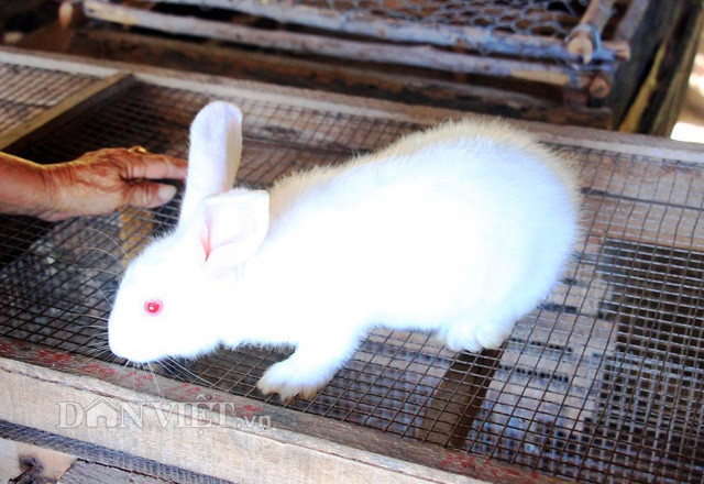 “Mới đây, tôi bán 36 con với giá 100.000 đồng/kg nên cũng kiếm được số tiền kha khá. Hiện tại, sức mua thỏ lấy thịt đang rất mạnh, thương lái đến mua tận nhà nên chẳng lo gì đầu ra” - bà Thủy cho hay.