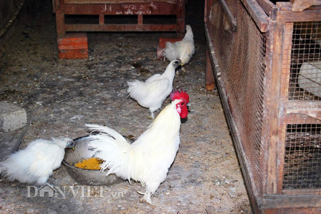Trang trại của bà Thủy còn có sự góp mặt của đàn gà.