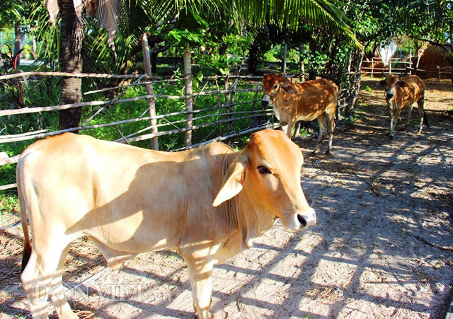 Đàn bò được chăm sóc kỹ lưỡng trong khuôn viên khu vườn.