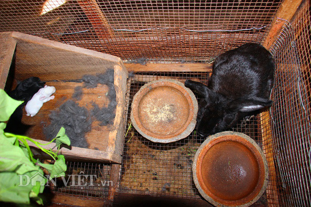 Đàn thỏ tại trang trại hiện chỉ khiêm tốn với 5 con (4 cái, 1 đực). Mỗi tháng, 1 con thỏ cái sinh sản 1 lứa (5 con). Sau 3 ngày sinh sản, thỏ cái sẽ được đưa vào chuồng thỏ đực để “giao phối”.