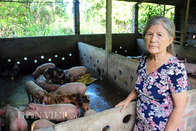 Đặc biệt, trang trại này do chính tay bà Thủy gây dựng, không tốn nhân công chăm sóc. Mỗi năm trừ chi phí thu về hơn 80 triệu đồng.