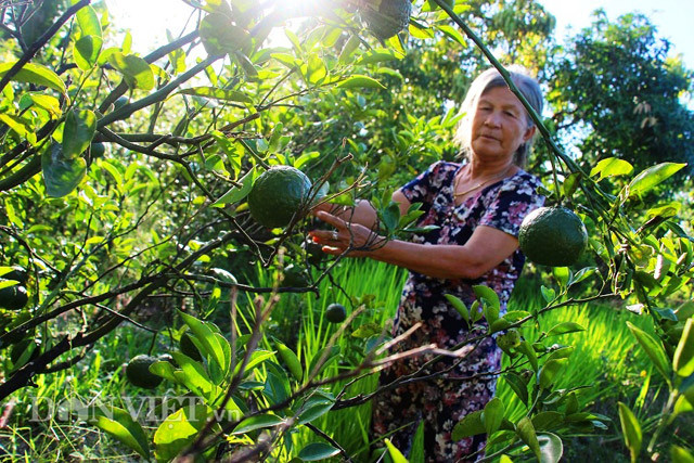 Trang trại còn có cả vườn cam cho quả rất sai đang vào mùa thu hoạch.