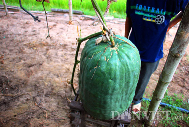 Nhiều trái bí đao tại thôn Chánh Trạch 1 và Chánh Trạch 2 có cân nặng lên đến 70 kg/trái.