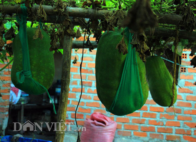 Anh Giáo cho biết: “Nghề trồng bí đao này từ lâu lắm rồi, chúng tôi không nắm rõ mốc thời gian ra đời nhưng nghe đâu từ khi lập làng đã xuất hiện giống bí này rồi các thế hệ truyền nghề cho nhau. Tại thôn Chánh Trạch 1 và 2, nhà nào trồng giống bí này đều có hình dạng to lớn khác thường. Hiện tại, vườn nhà tôi có 100 trái, trái nặng nhất lên đến 50 kg”.