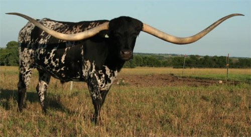 Chú bò có chiếc sừng dài nhất Sự phát triển chóng mặt của chú bò đến từ Texas – Lazy J’s Bluegrass đã khiến nhiều người ngạc nhiên khi sở hữu chiếc sừng dài gần 3m. Thành tích này còn giúp Bluegrass giành kỷ lục Guinness thế giới do Hiệp hội người nuôi giống bò sừng dài tại Texas kiểm chứng.