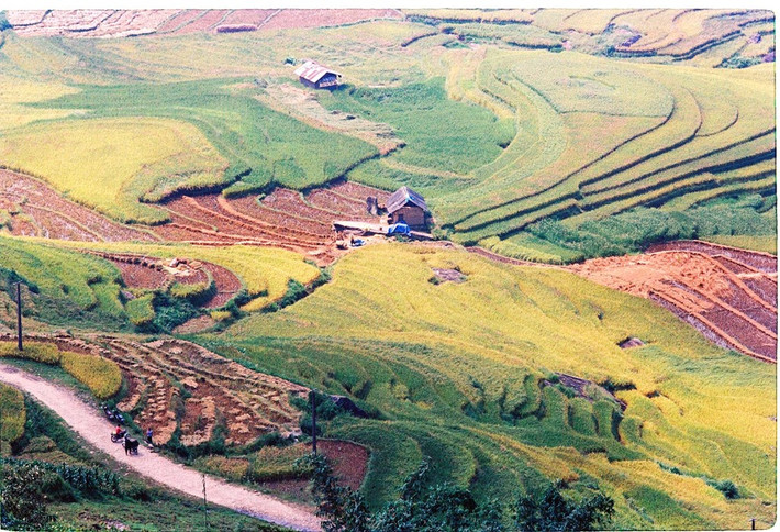 Nhưng Y Tý không chỉ có mây và lúa. Sắc màu Y Tý còn hấp dẫn bởi cuộc sống của những người dân nghèo. Bình dị, đơn sơ nhưng chất phác, hồn nhiên và hơi thở của nó là thứ nhiều người tìm kiếm.