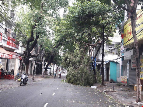 Cây gãy trên đường sau bão số 4. Ảnh: C.Th