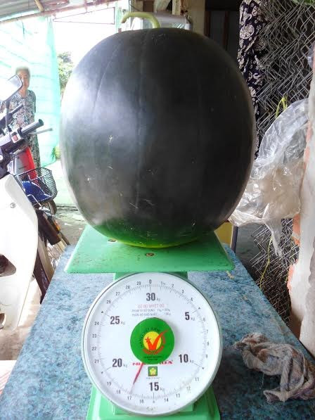Anh Bình cho biết dây dưa có quả dưa 17kg khủng kể trên, mọc hoang dại bên bờ đê bao vuông tôm nhà anh khoảng 3 tháng nay.