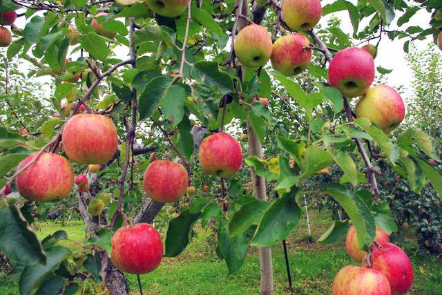Không cần thuốc trừ sâu và phân hóa học, không diệt trừ cỏ, muốn trồng táo căn bản là điều không thực tế. Đặc biệt là đặt trong bối cảnh của ngành nông nghiệp lúc đó, khi phần lớn các loại rau quả thực phẩm hàng ngày thường sử dụng rất nhiều thuốc nông dược và táo cũng là một ứng cử viên nằm trong số đó.