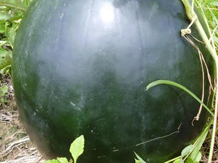 Ngày 12/9, anh Lê Văn Bình ở khóm 7, phường 5, thành phố Bạc Liêu thu hoạch được một quả dưa hấu có trọng lượng khủng lên tới 17kg.