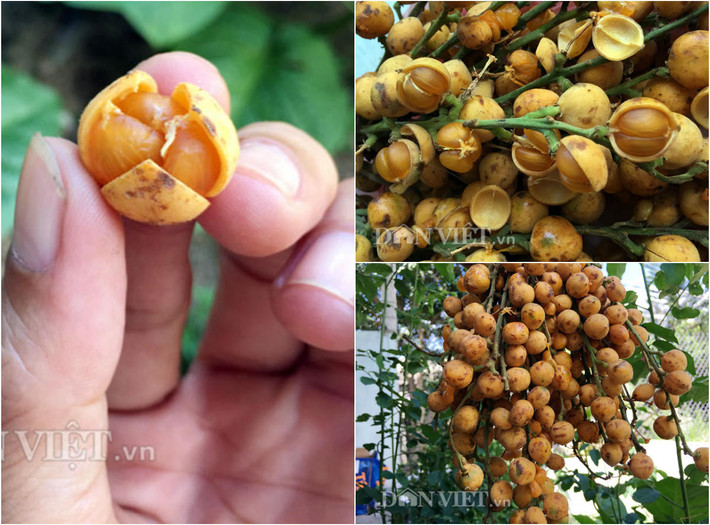 Thời gian gần đây, ở dọc ven tuyến đường đi lên huyện miền núi Trà Bồng (Quảng Ngãi) có khá nhiều người dân bày bán trái nẻ. Theo giải thích, do chỉ cần dùng tay tác động hoặc bóp nhẹ vào thì phần vỏ trái lập tức nứt nẻ nên người dân nơi đây gọi đó là trái nẻ.