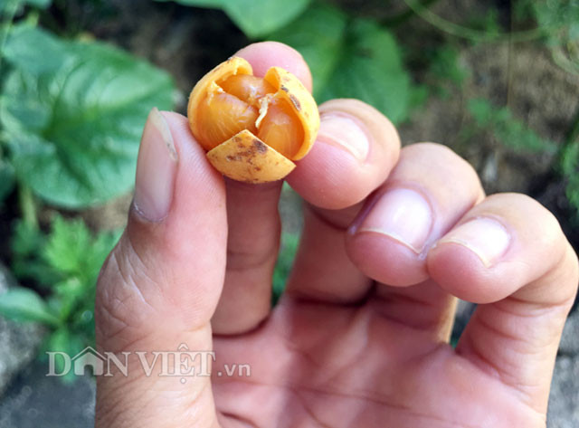Qua quan sát, trái nẻ có kích cỡ nhỉnh như ngón tay út, vỏ có màu cam và mỏng, mọc thành chùm dài từ 15-30cm/chùm.
