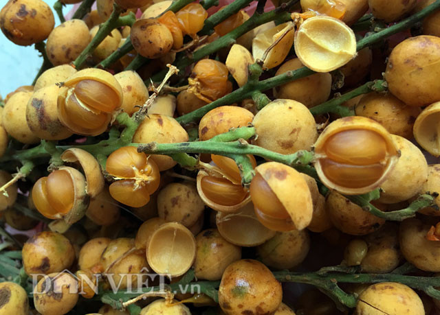 Do chỉ có ở một vài khu vực cho nên không chỉ người đồng bằng mà ngay cả nhiều người dân miền núi Quảng Ngãi khi được hỏi đều lắc đầu: "Chưa thấy loại trái này bao giờ". Một số người dân ở Trà Bồng cho biết, trái nẻ mọc hoang dã trong rừng và chín thường vào tầm từ tháng 8 đến tháng 9. Cứ vào sáng sớm, một số người dân trong các bản làng thường đi tìm hái mang về, buộc thành từng chùm nhỏ và bán với giá từ 3.000-5000 đồng/chùm.