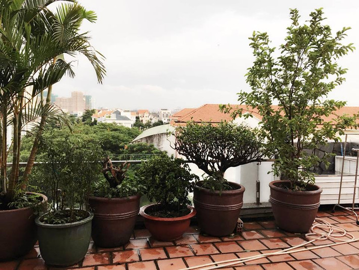 Một số chậu cây cảnh trong nhà.