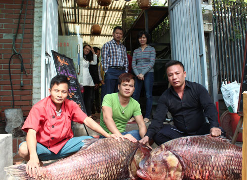 Anh Nguyễn Hồng Thái, chủ nhà hàng ở quận Cầu Giấy (Hà Nội) cho biết, trưa 30/11, cặp cá hô đỏ được đưa về Hà Nội, trong đó con to nặng 68kg, dài 1,4m; con bé hơn nặng 62kg, dài 1,3m. “Hai con cá hô được chúng tôi mua từ một ngư dân đánh bắt ở sông Mê Kông (Campuchia), với số tiền gần 300 triệu. Cá hô đỏ được vận chuyển bằng đường hàng không về Hà Nội”, anh Thái thông tin.