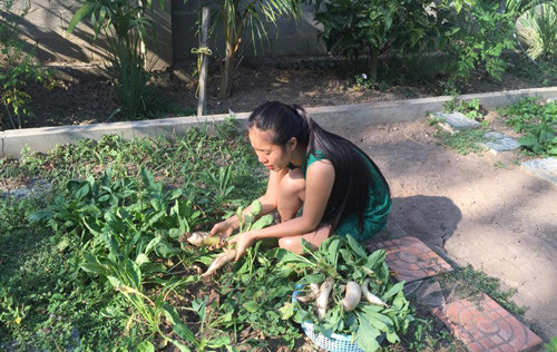Trong vườn tuy trồng nhiều hoa nhưng chỉ là điểm xuyết cho không gian thêm đẹp. Chủ yếu đất trong vườn nhà dùng để trồng rau, củ, quả.