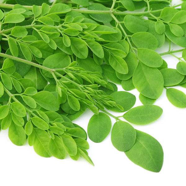 Những dưỡng chất tổng hợp của chùm ngây bao gồm nhiều chất đạm va các vitamin thiết yếu, beta – carotene, 18 axit amin, hợp chất phenol, nhiều khoáng chất... Trong đó đặc biệt chùm ngây có chứa hàm lượng can xi cao gấp 4 lần sữa, vitamin A cao hơn cà rốt 4 lần và vitamin C gấp 7 lần quả cam...