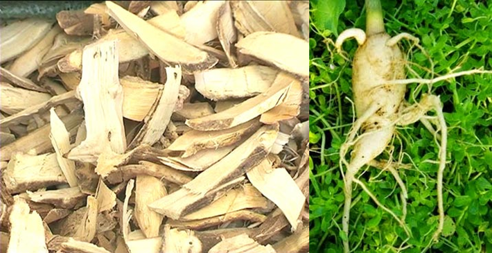 Rễ cây chùm ngây. Chống co giật, chống sưng và giúp cho con người lợi tiểu; Ở một số nơi còn dùng nước uống của chùm ngây để ngăn ngừa việc có thai. (rễ cây chùm ngây còn tươi rửa sạch băm nhỏ nấu với 2 lít nước, nấu còn nửa lít thuốc, chia uống 2 lần trong ngày); Vỏ rễ dùng sắc lấy nước trị đau răng, đau tai…- Giúp loại bỏ sạn thận loại Oxalate; Rễ tươi của cây chùm ngây non dùng trị nóng sốt, phong thấp, sưng gan và lá lách…