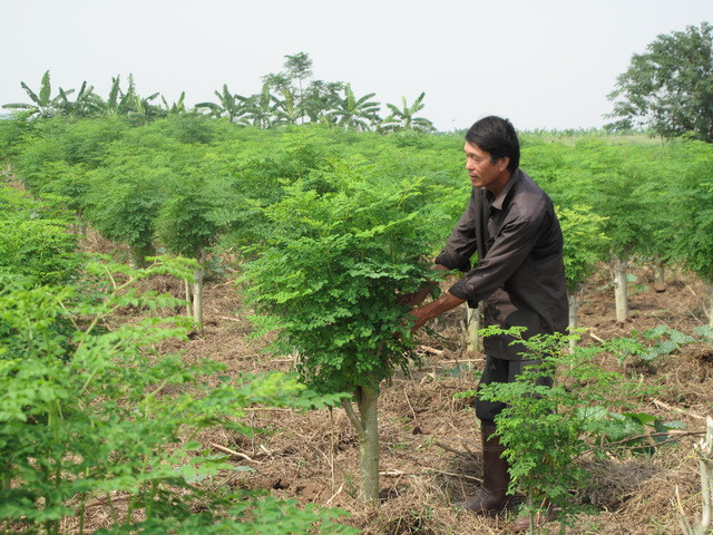 Chùm ngây, còn được gọi tên là cây vạn năng, cây thần diệu. Tên gọi này có lẽ xuất phát từ những ưu thế về dưỡng chất mà dược tính mà nó mang lại. Nhiều công trình nghiên cứu đã chứng minh chùm ngây có giá trị dinh dưỡng rất cao với hơn 90 dưỡng chất.