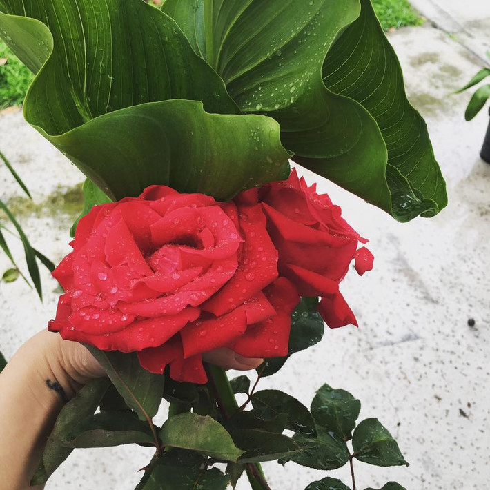 Trong vườn nhà của gia đình Kim Hiền tại Mỹ còn trồng rất nhiều hoa hồng.