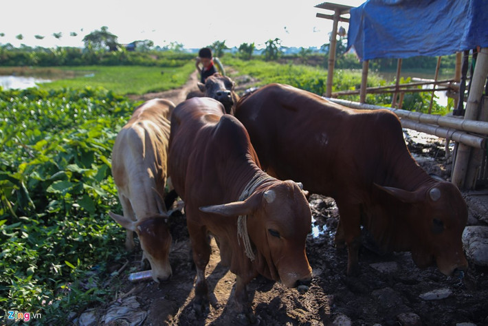 Thấy nhà đông con, có người trong làng gửi bò cho trông giúp. Bà Hải lo lắng cho biết, con cái giờ đang tuổi chơi chưa có ý thức, nếu mất một con bò thì tiền đền rất lớn, nhưng sợ nhất là người ta nghĩ nhà mình nghèo nên khuất tất.