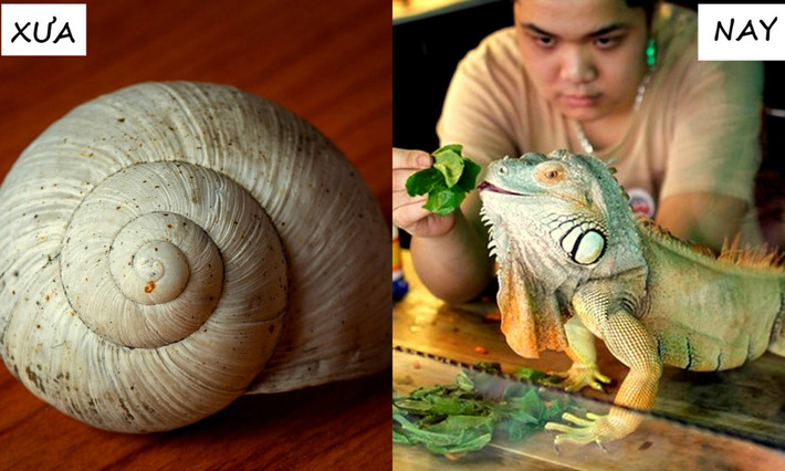 Thú cưng của nhiều người trẻ cũng thay đổi ngoạn mục theo thời gian, từ vỏ ốc, con dế mèn, bọ ngựa cho tới kỳ đà, thằn lằn, rắn...