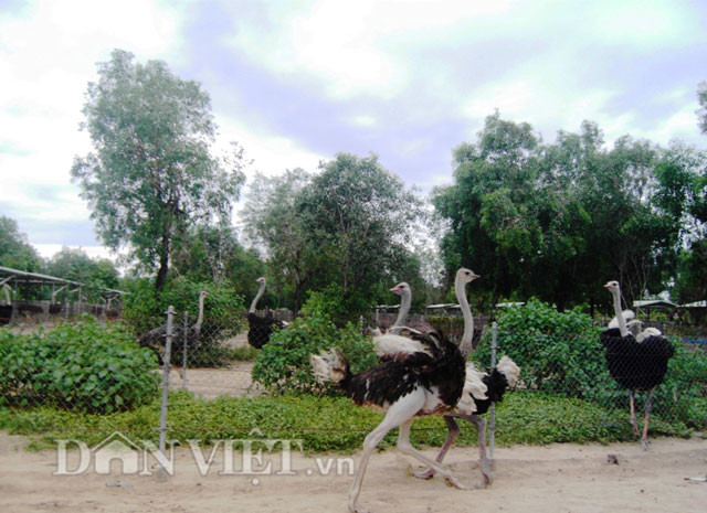 Anh Ngô Văn Tưởng – Trưởng phòng kỹ thuật Trung tâm đà điểu Ninh Hòa cho biết: Chim đà điểu có tính nhút nhát, chúng thường sinh sống theo bầy đàn. Khi di chuyển chuồng nuôi hoặc gặp các tác nhân khác bên ngoài sẽ làm cho đà điểu hoảng khiến dễ bị gãy chân, xoạc chân, xoắn ruột. Đặc biệt, chăn nuôi đà điểu gần khu vực đường đi có nhiều xe chạy qua lại phát ra tiếng ồn kèm ánh sáng đèn làm cho đà điểu hoảng loạn rất dễ gây ra tai nạn.