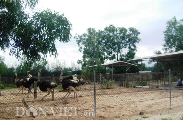 Để khắc phục nhược điểm trên, anh Tưởng cùng với anh Trịnh Văn Tùng đã nghiên cứu, thực hiện giải pháp lắp đặt hệ thống âm thanh nhằm tạo ra tiếng kêu thường xuyên cho chim nghe. Theo anh Tưởng, hệ thống âm thanh cho chim đà điểu nghe bao gồm: Ampli, dây dẫn, loa phóng thanh, đầu đĩa, usb. Khi mở cần tiến hành tăng dần âm thanh theo từng bước, phát ra êm dịu, liên tục không bị ngắt quãng, thời gian phát ra âm thanh vào ban đêm là tốt nhất.