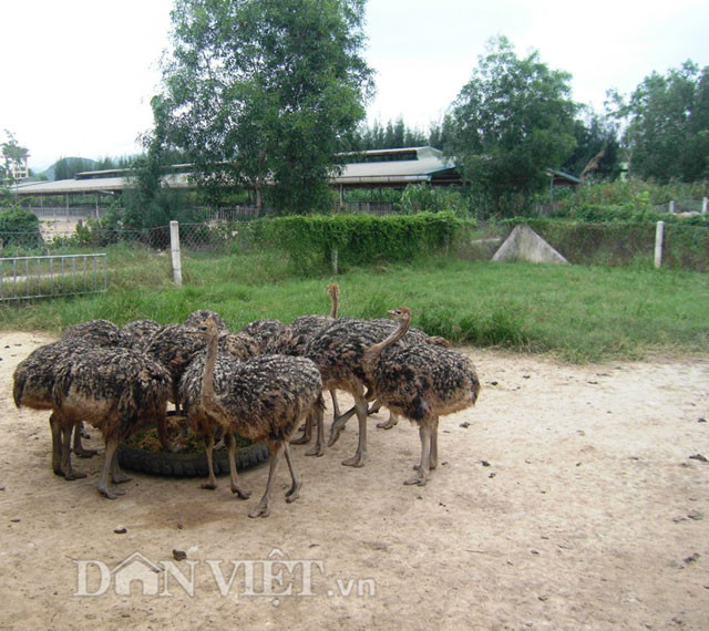 Ông Huỳnh Trung Sơn – Giám đốc Trung tâm đà điểu Ninh Hòa cho biết thêm, bình quân mỗi năm trung tâm nuôi 15.000 con đà điểu, trong đó có hơn 1.000 con giống bố mẹ. Trước đây, tình trạng chim đà điểu gặp tai nạn xảy ra nhiều giờ đã giảm mạnh. Sáng kiến cho đà điểu nghe âm thanh rất thiết thực, nhờ đó đã góp phần tăng hiệu quả trong chăn nuôi và đồng thời giảm được tỷ lệ tai nạn cho chim đà điểu.