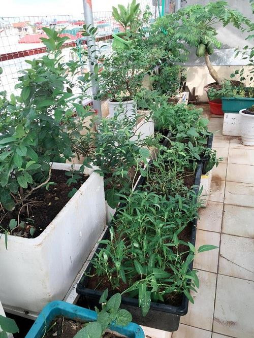 Khu vườn hội tụ đầy đủ các loại rau như: Rau muống, rau mồng tơi,...