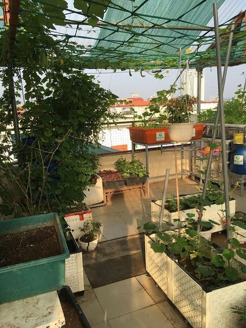 Toàn cảnh khu vườn trồng rau quả được thiết kế và bố trí hợp lý.