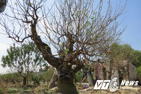 Những người yêu thích cây đào nếu không có điều kiện mua "đứt" thì có thể thuê chơi trong những ngày Tết. Chủ vươn sẽ đánh, vận chuyển đến tận nơi và hướng dẫn cách bảo quản, chăm sóc sao cho cây đào nở hoa đúng vào dịp Tết và nở đều, nở đẹp trong ngày đầu năm.