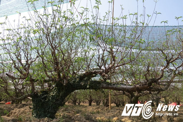 Do thời gian qua có nắng nóng nhiều nên một số nhà vườn sử dụng lưới che phủ để hạn chế sự phát triển của hoa, lộc.
