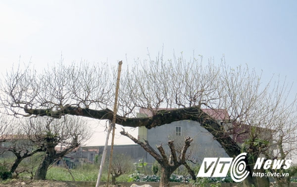 Ngay từ ngoài đường chính của xã, PV đã bắt gặp những dáng cây uốn lượn với nhiều thế đẹp. Vào thời điểm này, người trồng cây đã tuốt hết lá để cây nẩy nụ, trổ hoa đúng dịp Tết Nguyên đán.