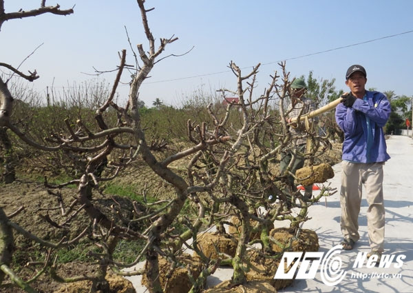 Nhiều hộ trồng đào đã di chuyển những cây ươm từ Tết năm trước về khu vực chăm sóc, tạo thế để sang năm có những sản phẩm mới, đẹp mắt hơn.