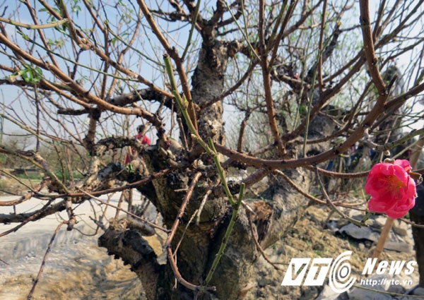 Một số gốc bích đào, đào phai đã lác đác nẩy nụ, bung hoa.