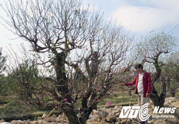 Anh Đại cho biết thêm, anh cũng như hàng chục chủ vườn khác, hàng năm phải lên tận Lai Châu, Sơn La mua gốc đào cổ về ươm, lai ghép với đào Nhật Tân để tạo thành những cây đào với nhiều dáng, thế khác nhau.
