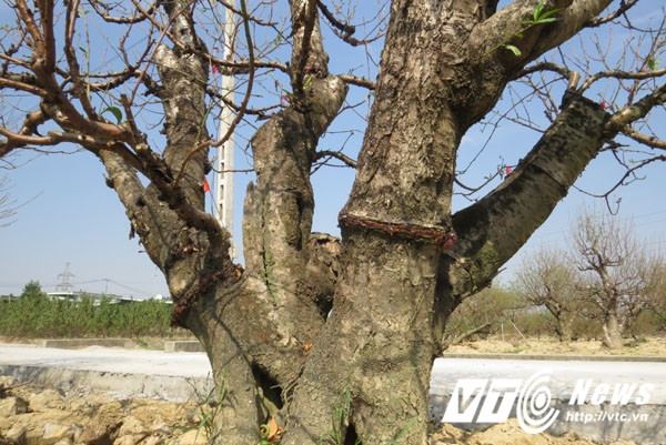Cây đào này có dáng ngũ phúc. Chủ vườn đã sử dụng các biện pháp kỹ thuật 'cầm cây' để nụ, hoa nở đúng dịp Tết mặc cho thời tiết có thay đổi bất thường.