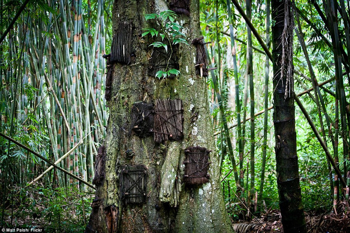 Tại Tana Toraja, một vùng núi của tỉnh Nam Sulawesi (Indonesia), khi có một em nhỏ qua đời, người dân sẽ chôn trong một thân cây cổ thụ trong khu rừng gần làng. Thân cây được khoét rỗng, đặt vừa thi hài đứa trẻ, sau đó che bên ngoài bằng cánh cửa làm từ lá cọ. Trên mỗi thân cây lớn thường có nhiều huyệt mộ. Chỉ những em nhỏ chưa mọc răng mới được mai táng theo cách này. Ảnh: Malt Paish Flickr.