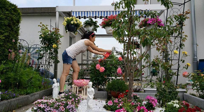 Thường xuyên cắt tỉa những lá vàng, hoa héo để nuôi cây phát triển.