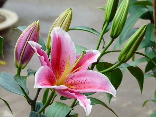 Hoa lily Hoa lily được yêu thích trưng trong các ngày lễ tết và các ngày đặc biệt bởi hương thơm ngát và tươi lâu. Không khí gia đình ngày Tết sẽ ngọt ngào hơn nếu như trong nhà thoang thoảng mùi hương lily.
