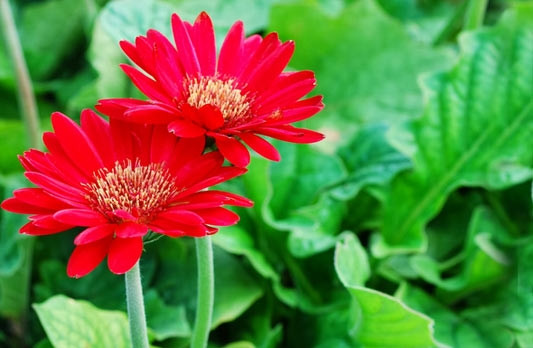 Hoa đồng tiền Cây hoa đồng tiền còn gọi là cây kim tiền. Trong những dịp đầu xuân năm mới, nếu trồng hoa hoặc cắm hoa đồng tiền sẽ mang đến nhiều tài lộc và tiền của cho gia đình.